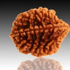 Two Mukhi indian Rudraksha
