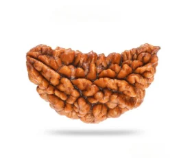 One Mukhi Super Collector Without Capping