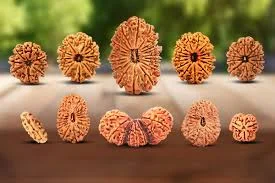 Rudraksha