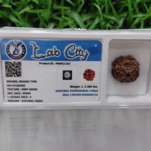 4 Mukhi Rudraksha 